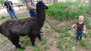 Alpaca Wool Yarn Fiber Farm Spinning Weaving Knitting Tools for Sale in Weiser Idaho